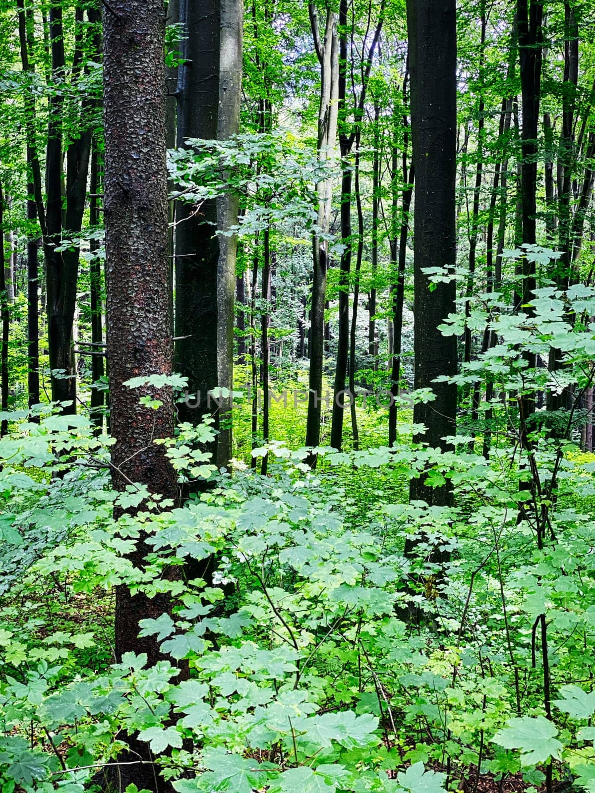 Forest, beautiful woodland with plants and trees
