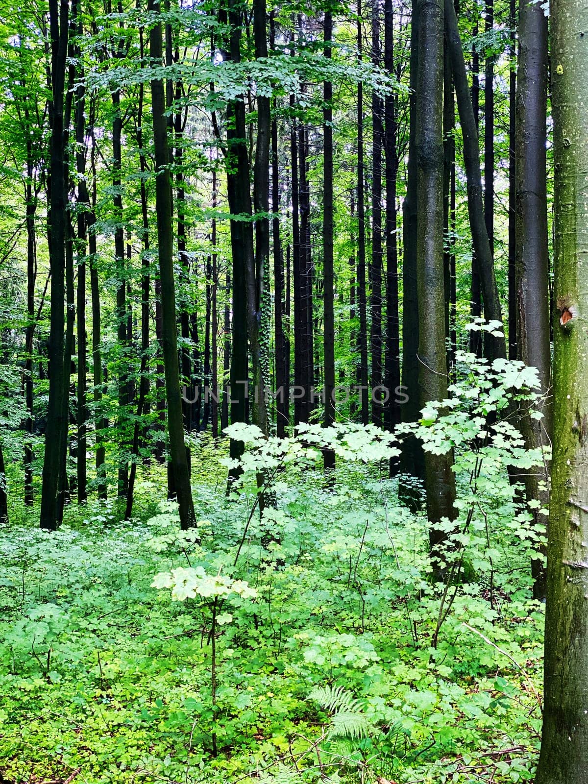 Forest, beautiful woodland with plants and trees