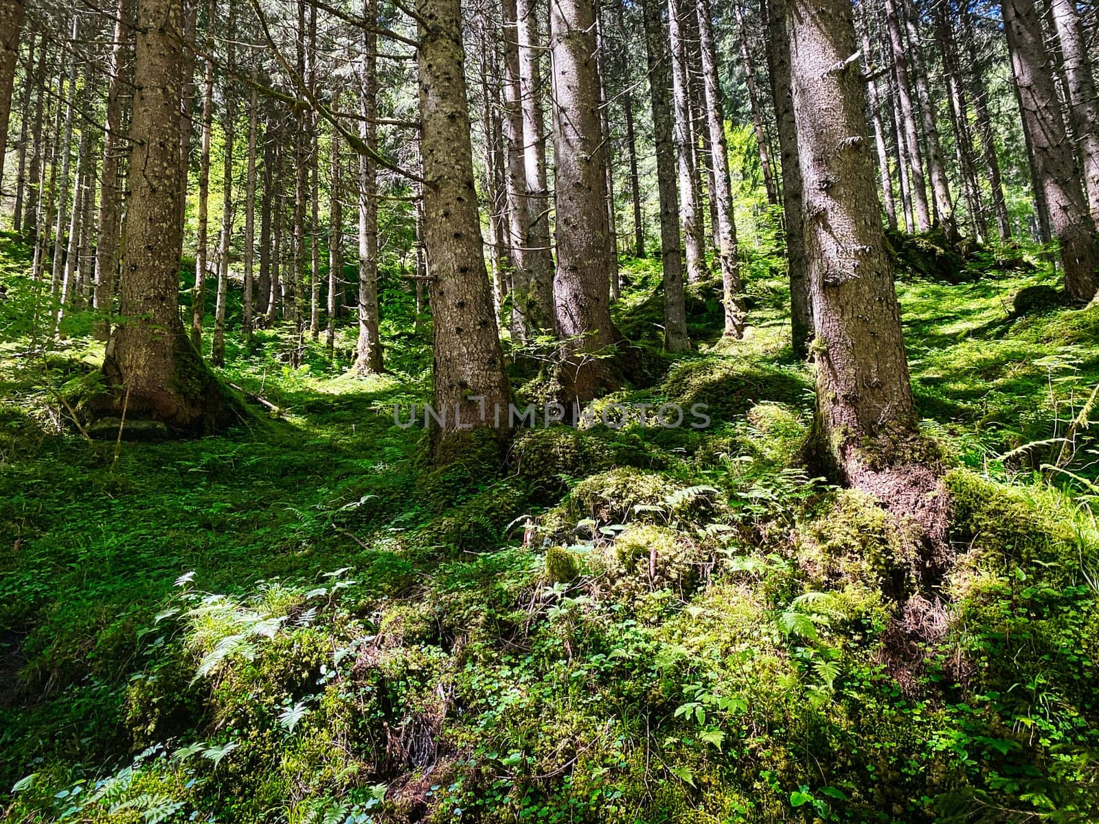 Forest, beautiful woodland with plants and trees