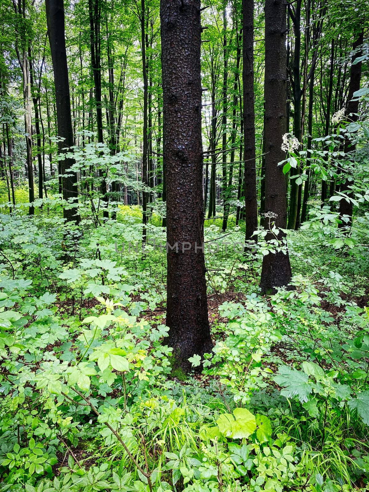 Forest, beautiful woodland with plants and trees