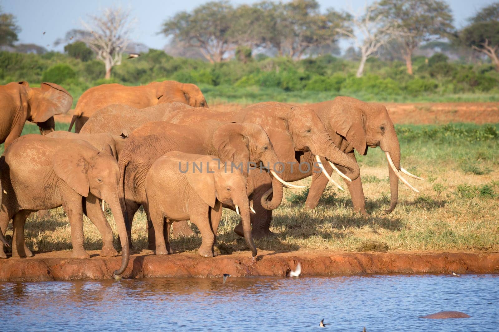 The family of red elephants at a water hole in the middle of the savannah