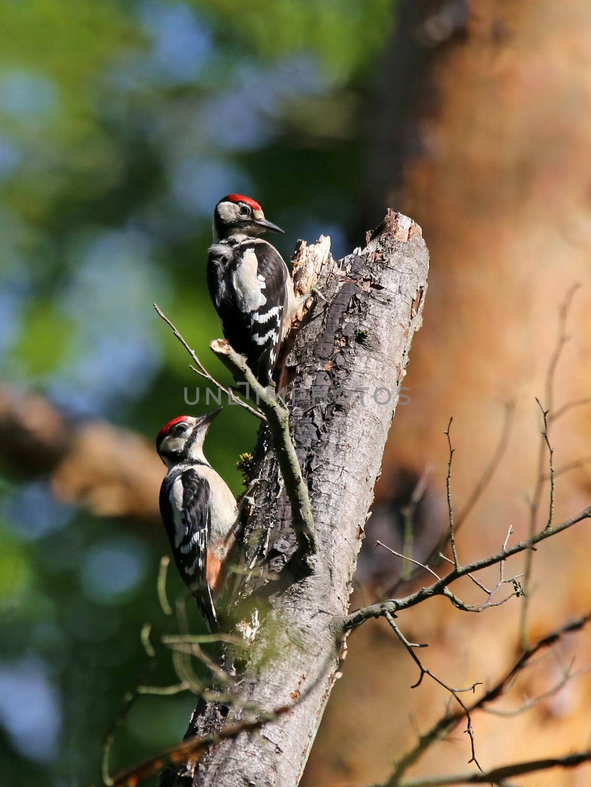 Photomontage with two young great spotted woodpeckers Dendrocopos major