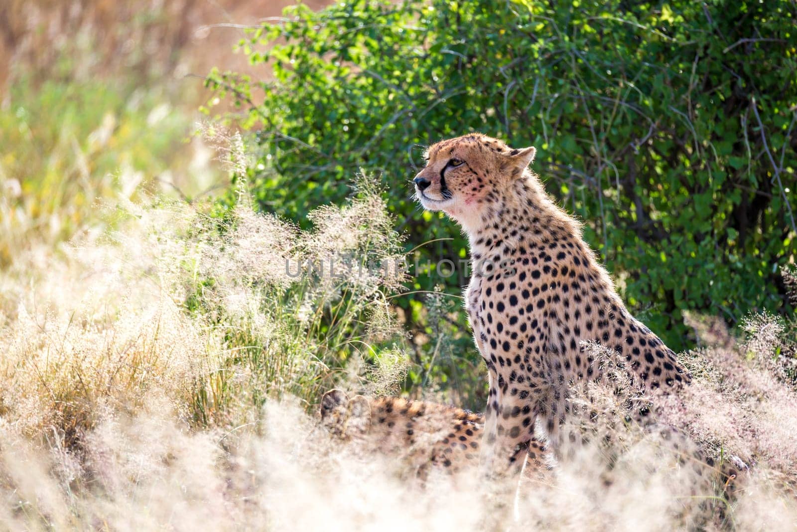 One cheetah in the grass in the savannah