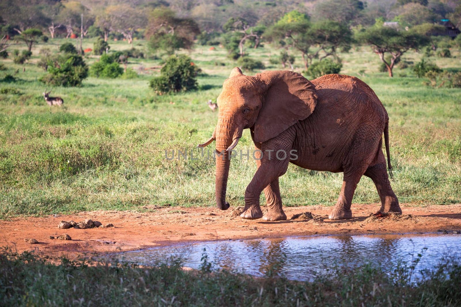 The family of red elephants at a water hole in the middle of the savannah