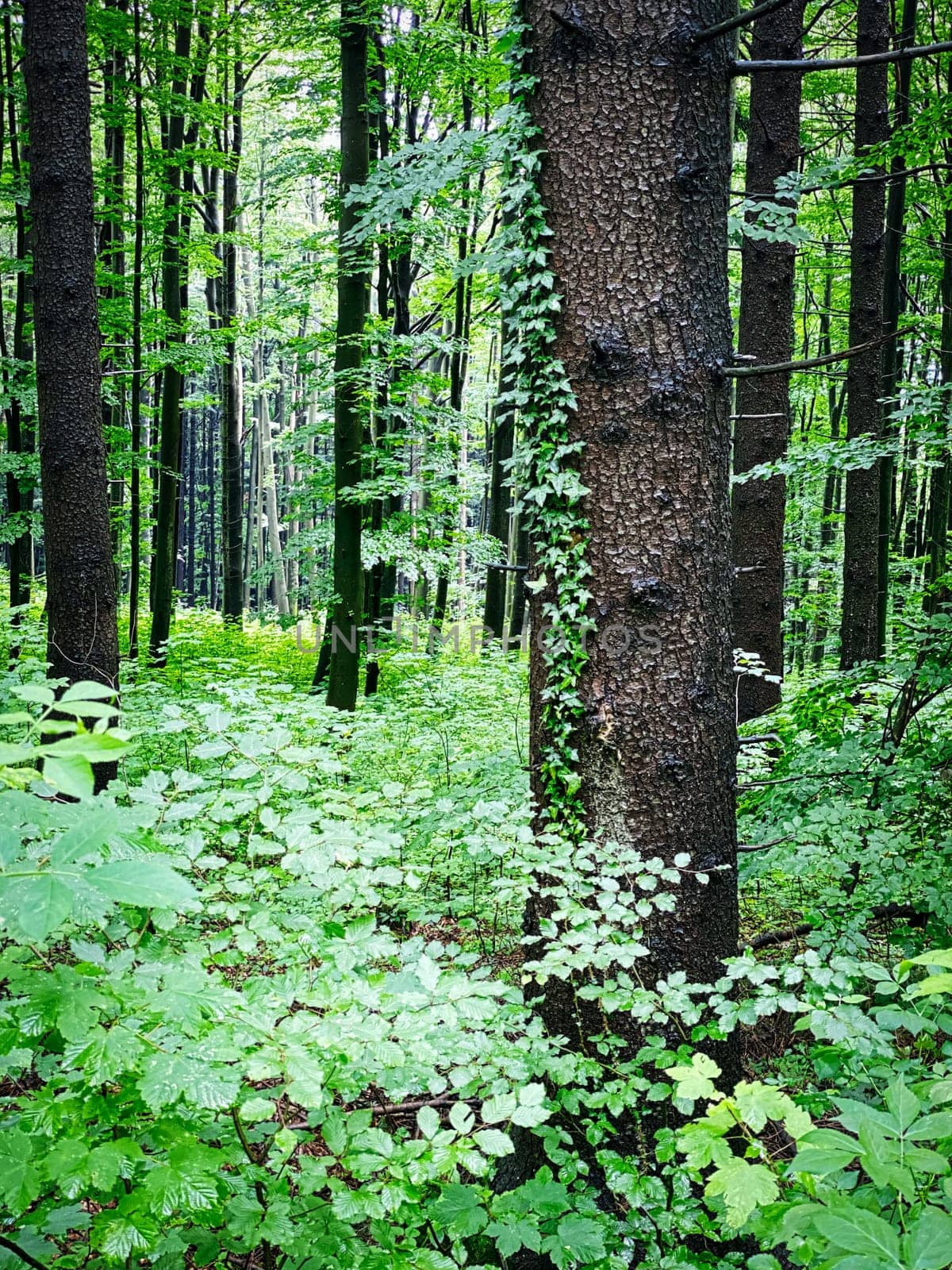 Forest, beautiful woodland with plants and trees