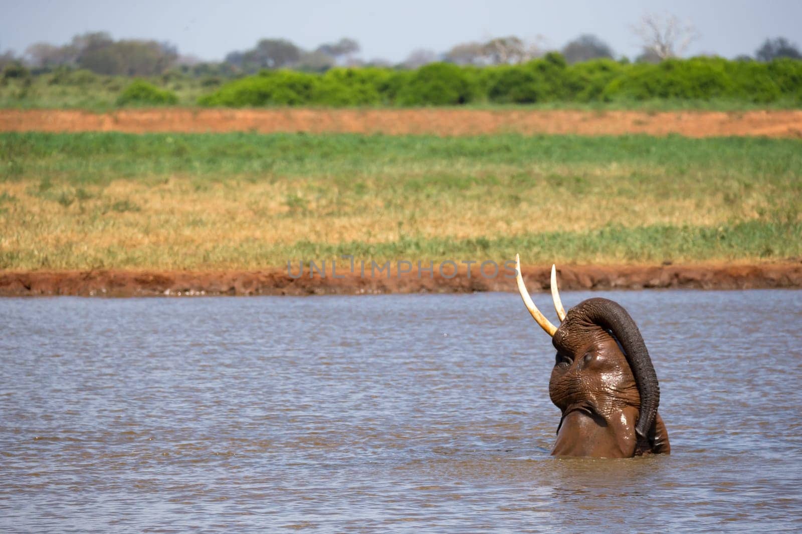 The elephants bathe in the waterhole in the savannah