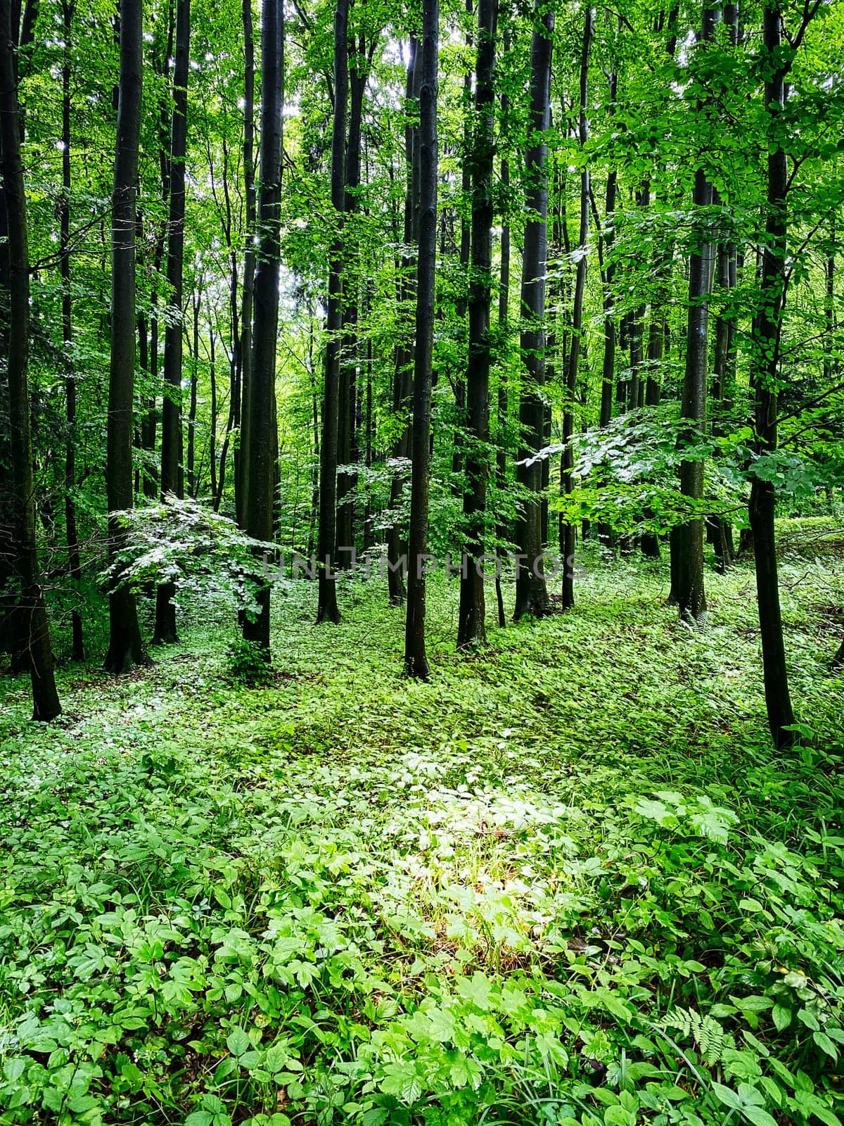 Forest, beautiful woodland with plants and trees