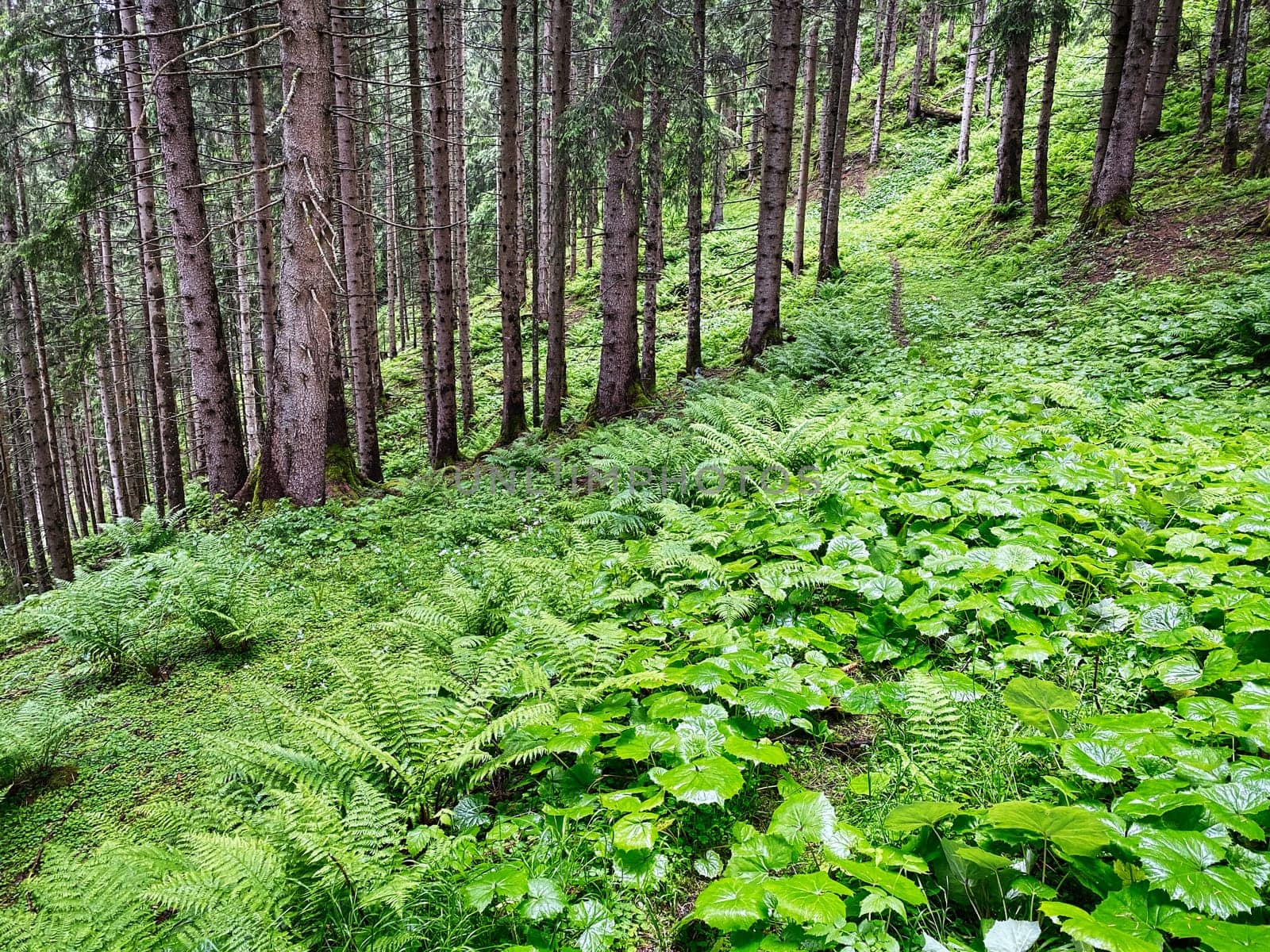 Forest, beautiful woodland with plants and trees