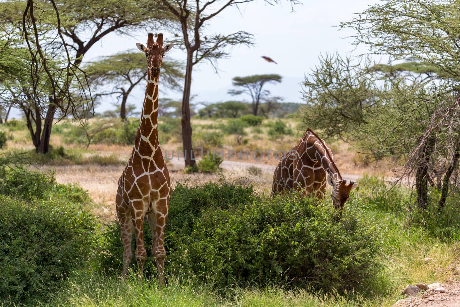 The giraffe group eats the leaves of the acacia trees
