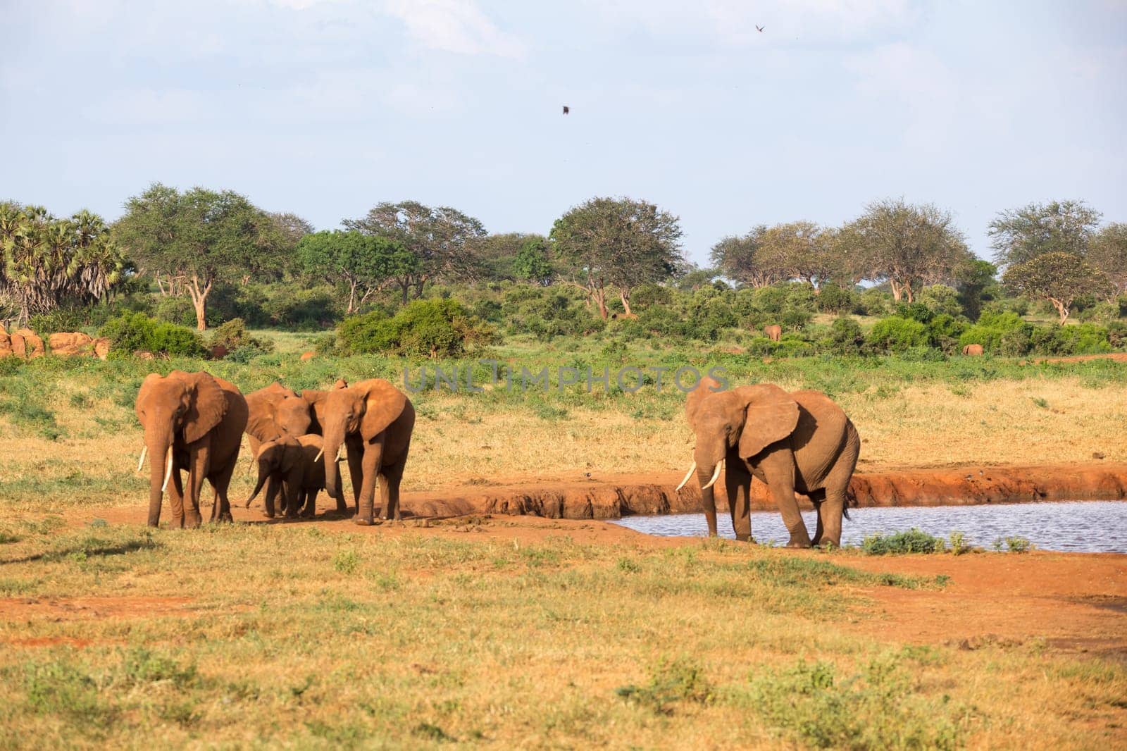 The family of red elephants at a water hole in the middle of the savannah