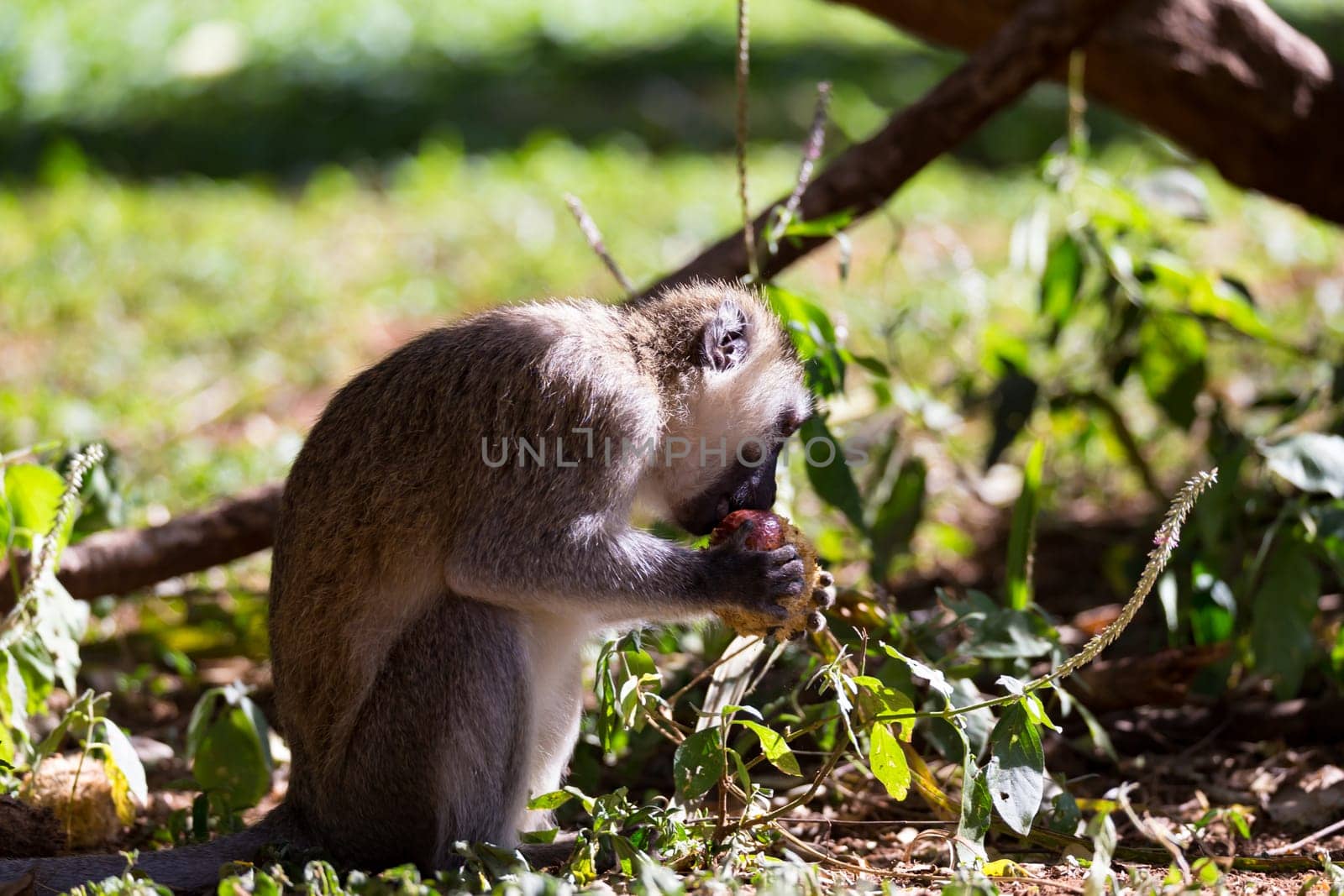 The monkey eats at a fruit found