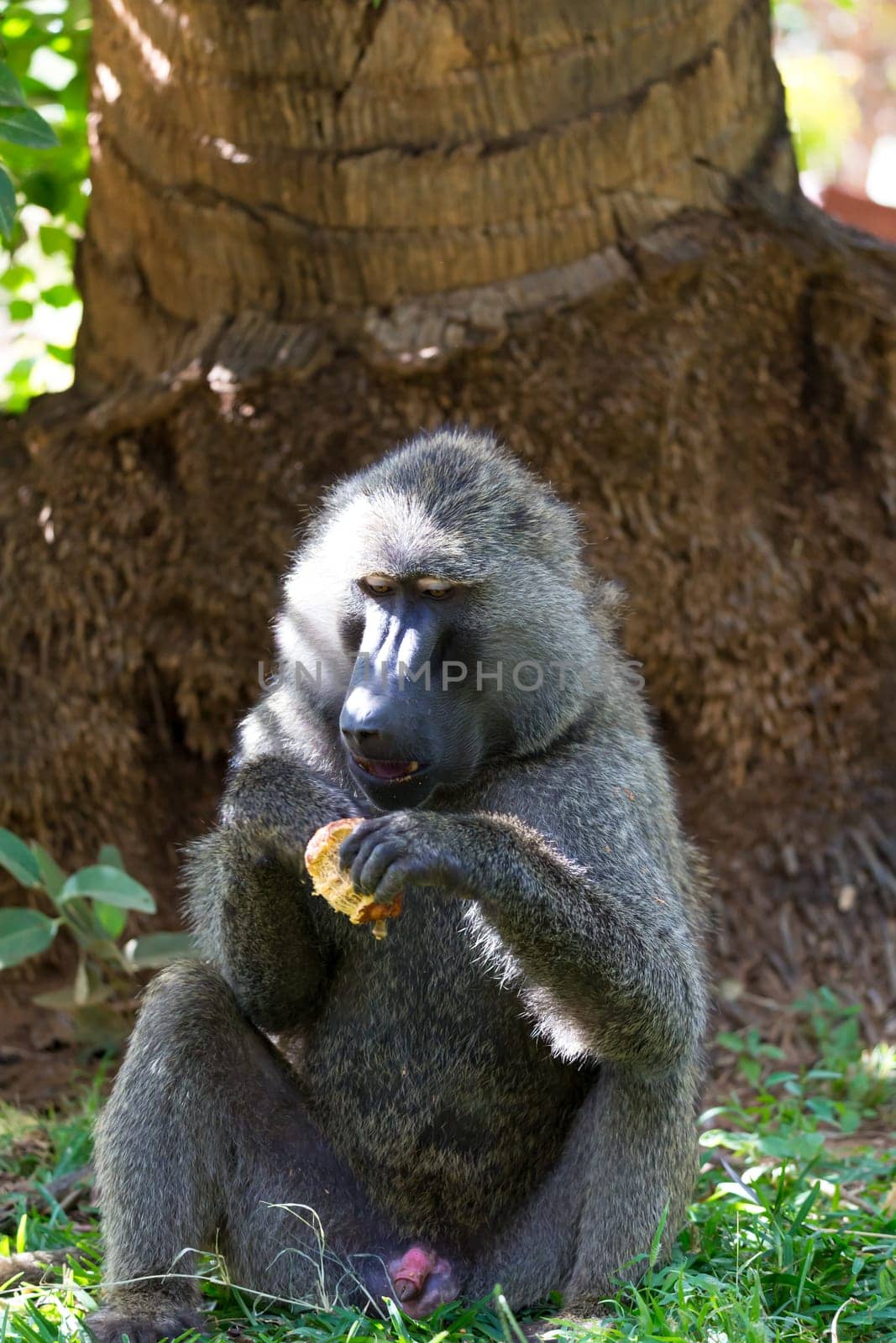 One baboon has found a fruit and nibbles on it