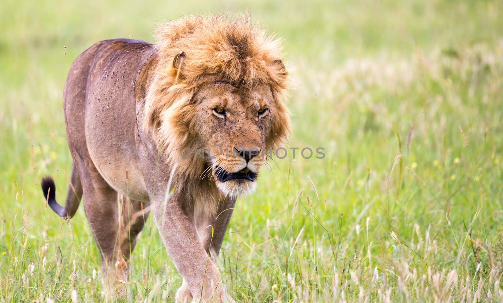One big male lion is walking in the savannah