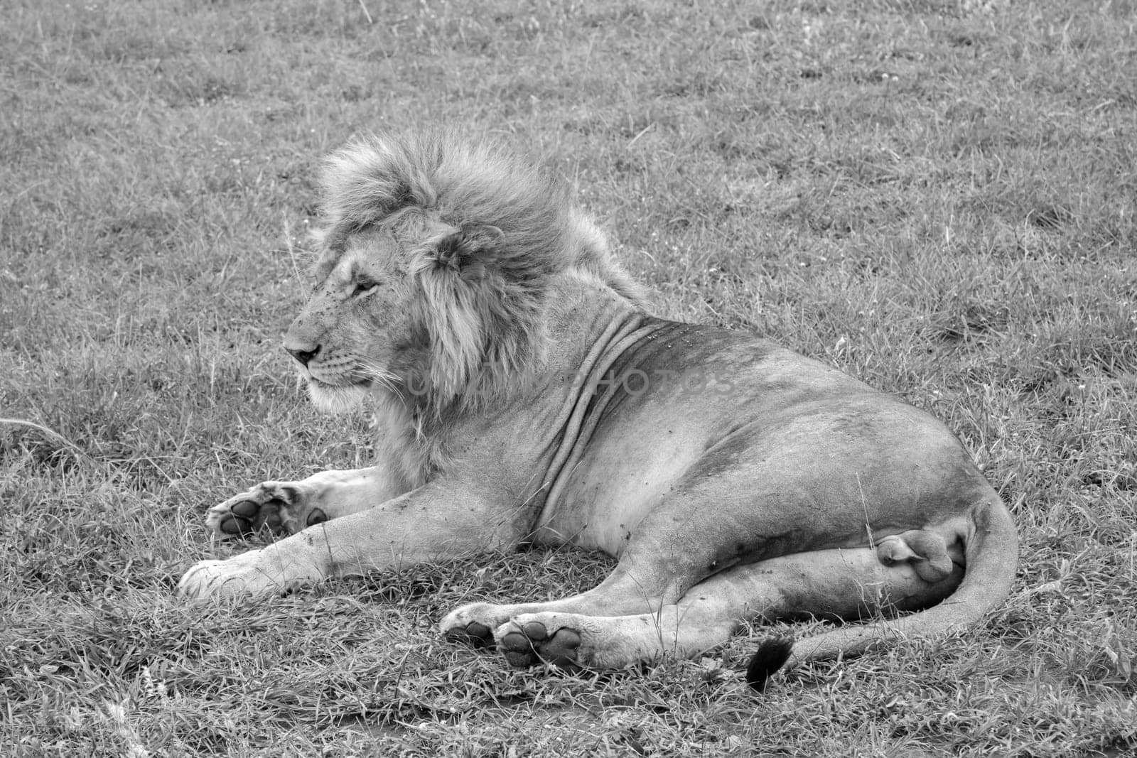 A big lion resting in the grass in the meadow