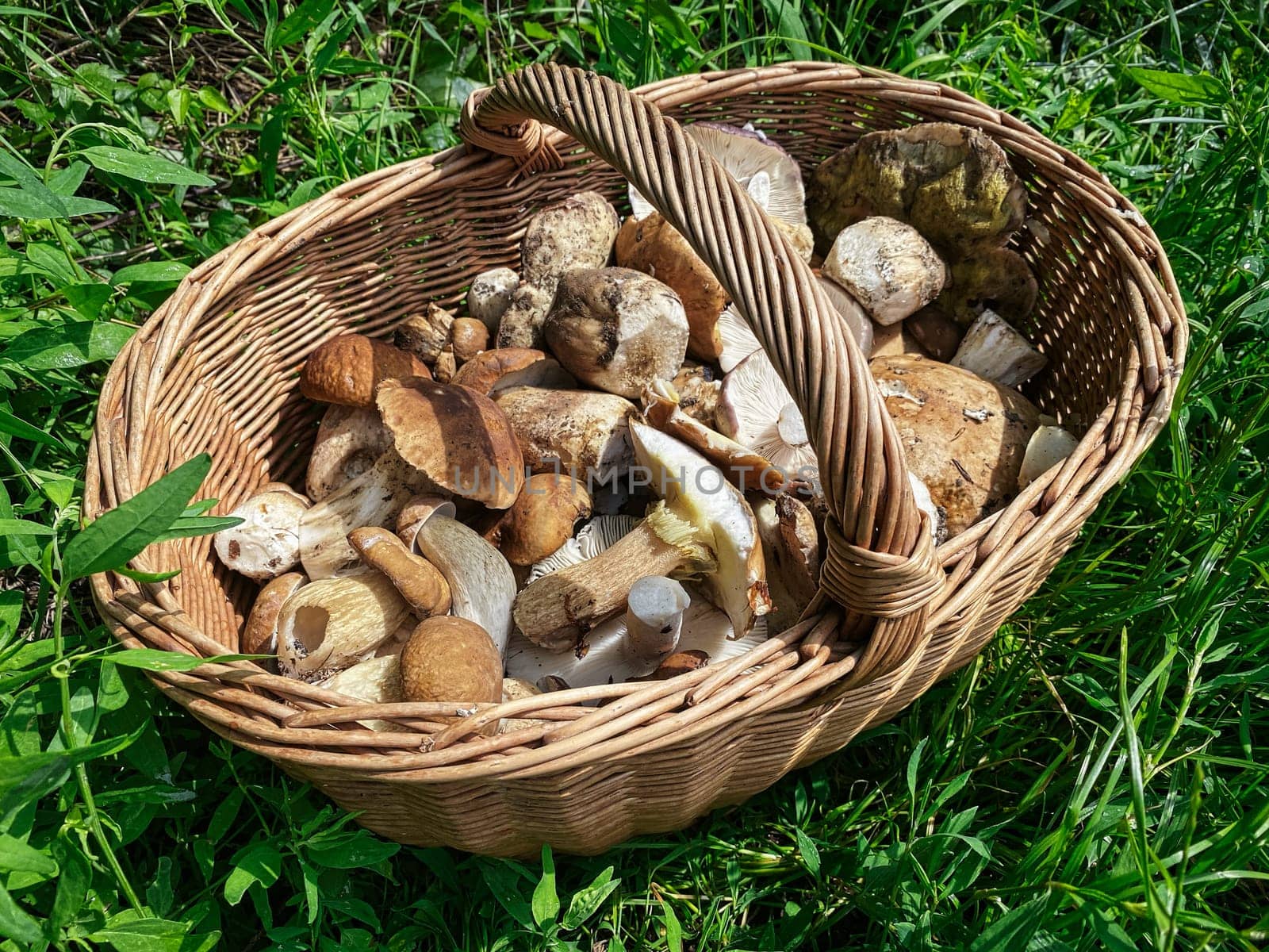 Basket With Mushrooms, searching porcini mushrooms in forest