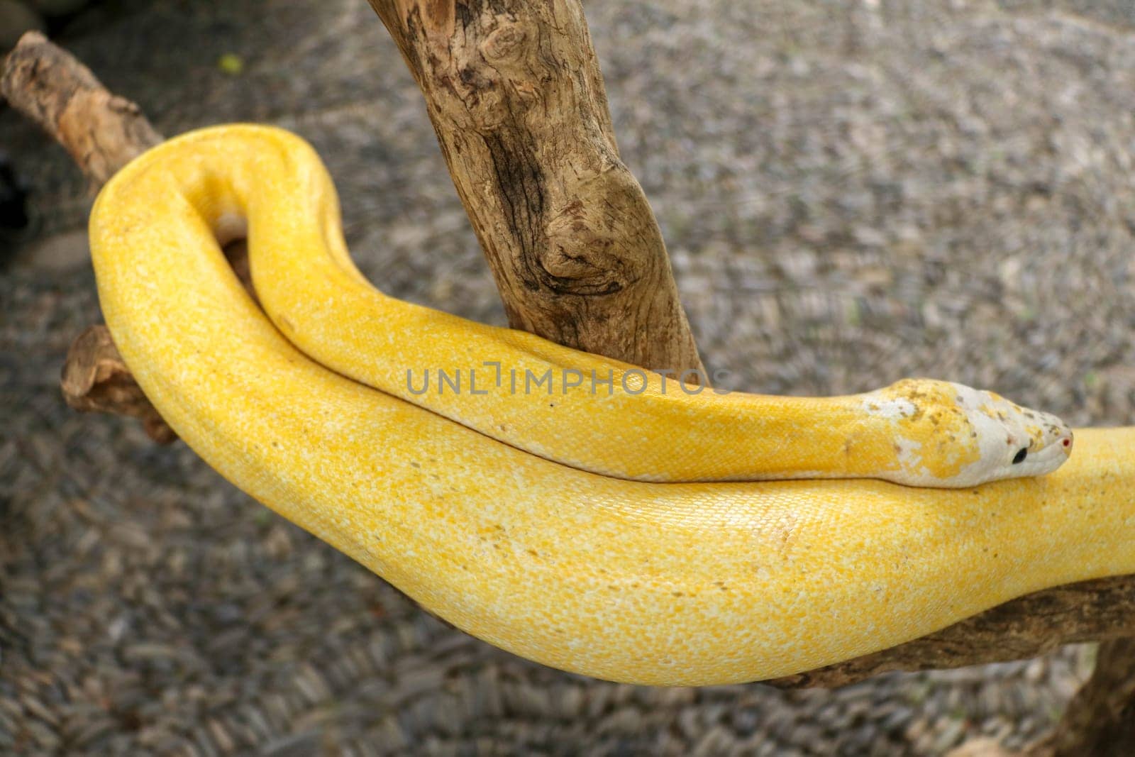 Adult individual snake strangler on dry branch. Close up of a yellow snake boa wrapped around a tree branch and looking arround. Curious python albino. Close-up Head of Reptile on Bali, Indonesia.