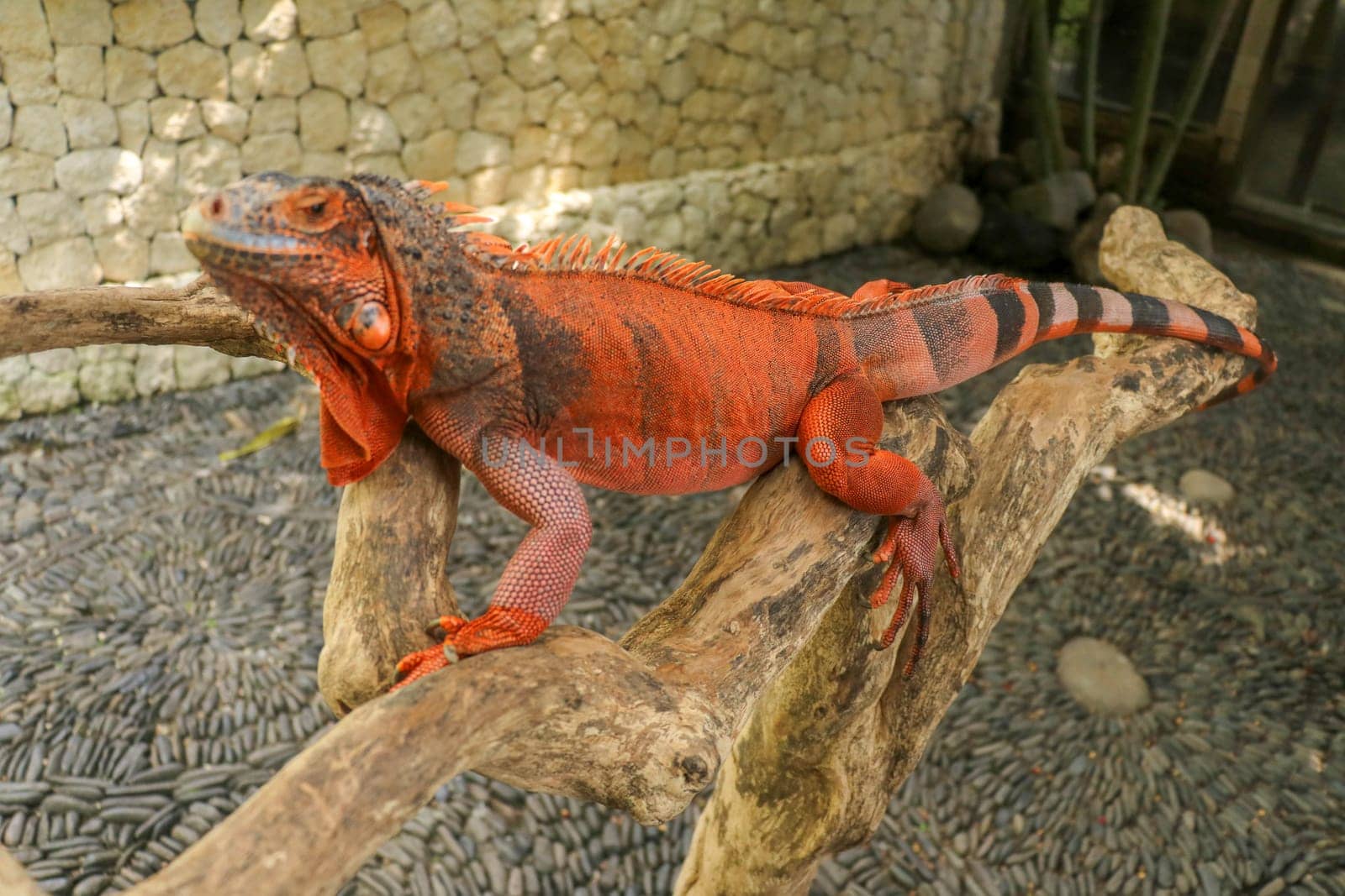 The male red iguana spending time in the tree looking for female iguana. Iguana - close up detail of an iguana camouflaged in nature, a red iguana. Beautiful red iguana on wood, animal closeup.
