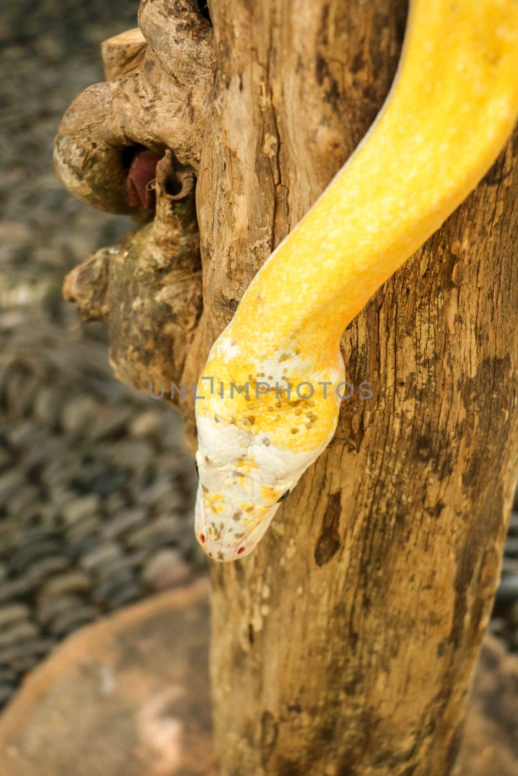 Adult individual snake strangler on dry branch. Close up of a yellow snake boa wrapped around a tree branch and looking arround. Curious python albino. Close-up Head of Reptile on Bali, Indonesia.