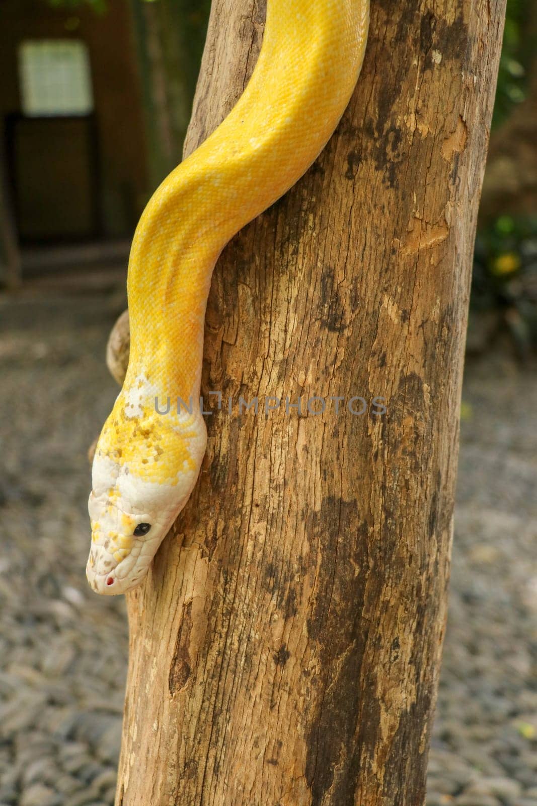 Adult individual snake strangler on dry branch. Close up of a yellow snake boa wrapped around a tree branch and looking arround. Curious python albino. Close-up Head of Reptile on Bali, Indonesia.