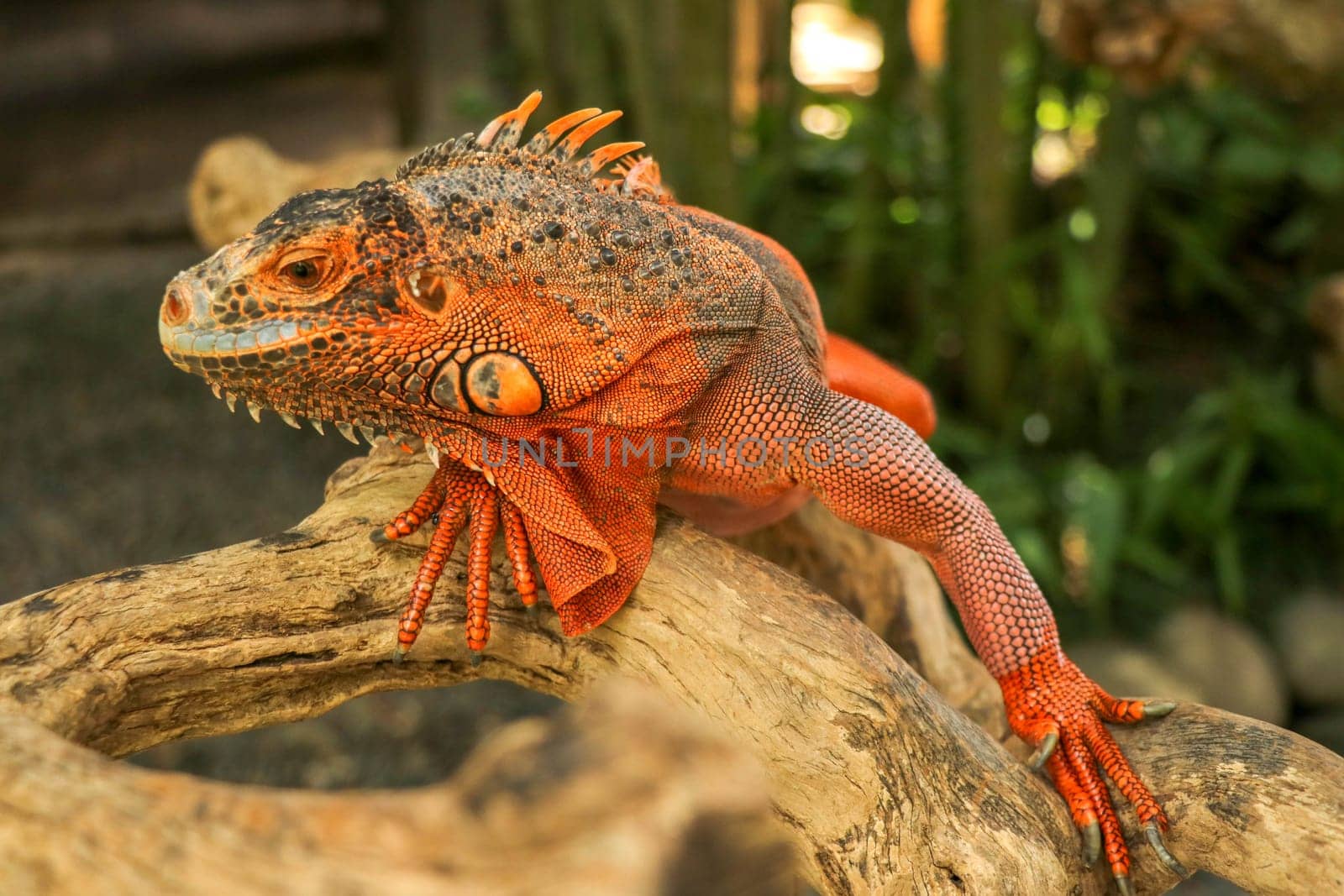 Beautiful Red Iguana on wood, animal closeup. Orange colored Iguana sits on driftwood and looking at the camera. A subspecies of the Red Morph. Shy animal red iguana that is perched on a dry branch.
