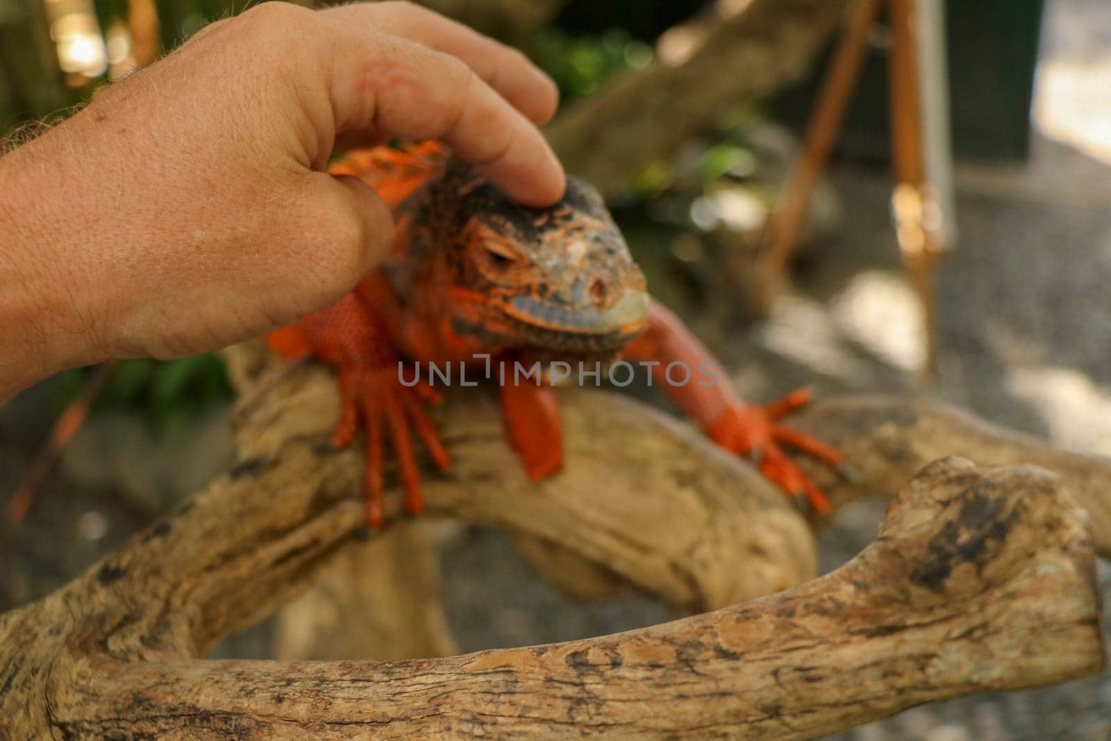Man hand touching beautiful Red iguana on branch. Animal closeup of Orange colored Iguana sits on tree. A subspecies of the Red Morph. Shy animal red iguana that is perched on a dry branch.