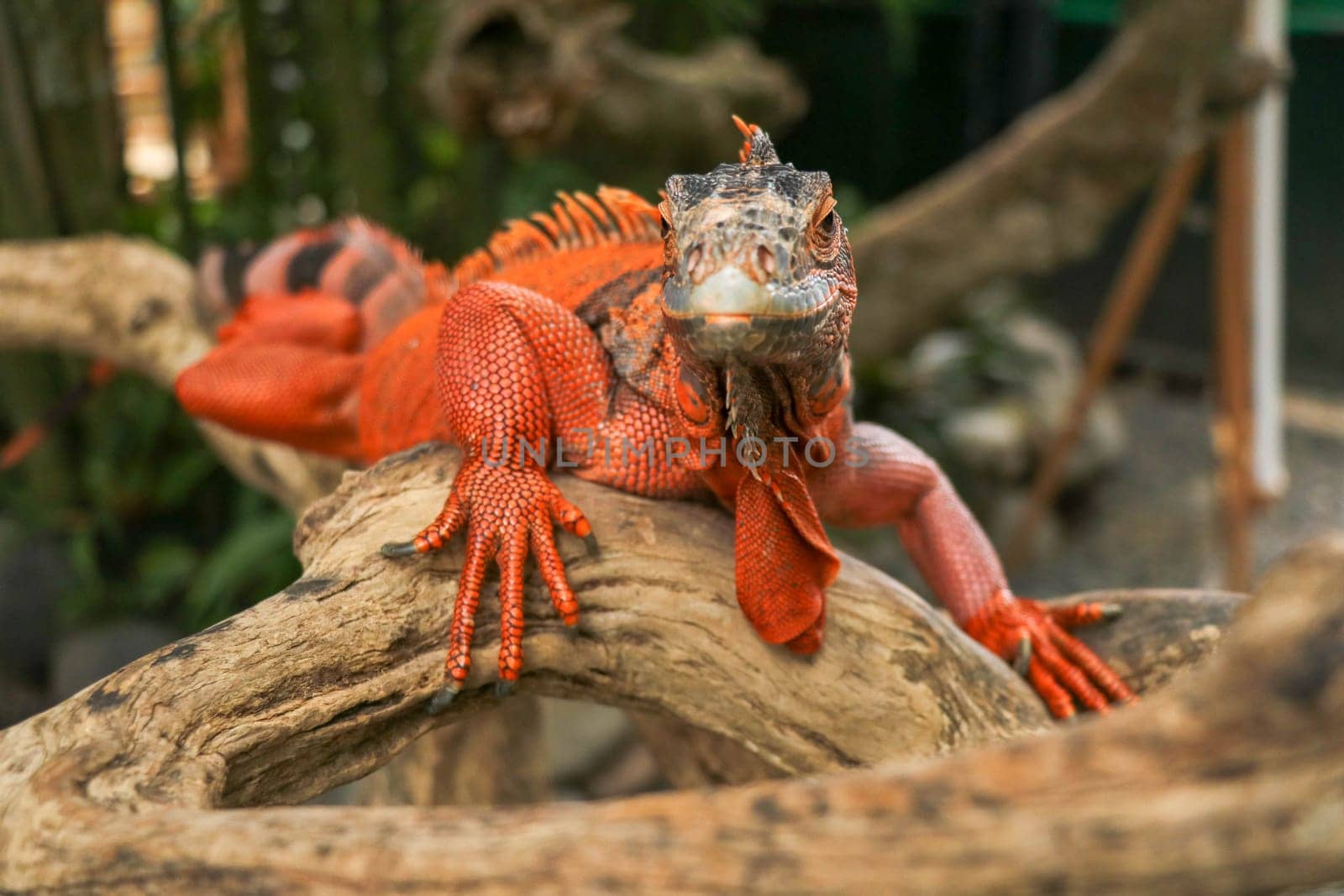 Beautiful Red Iguana on wood, animal closeup. Orange colored Iguana sits on driftwood and looking at the camera. A subspecies of the Red Morph. Shy animal red iguana that is perched on a dry branch.