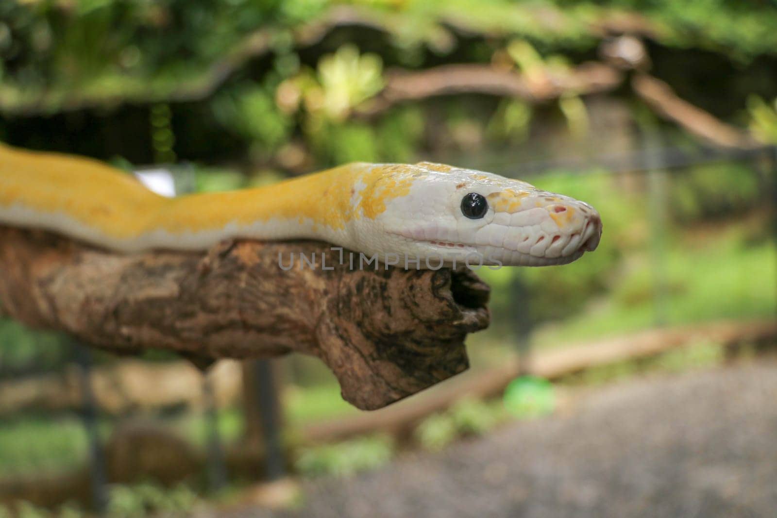 Adult individual snake strangler on dry branch. Close up of a yellow snake boa wrapped around a tree branch and looking arround. Curious python albino. Close-up Head of Reptile on Bali, Indonesia.