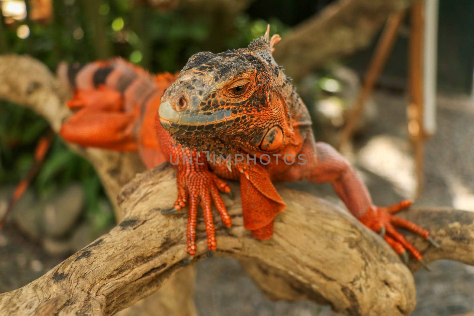 Beautiful Red Iguana on wood, animal closeup. Orange colored Iguana sits on driftwood and looking at the camera. A subspecies of the Red Morph. Shy animal red iguana that is perched on a dry branch.