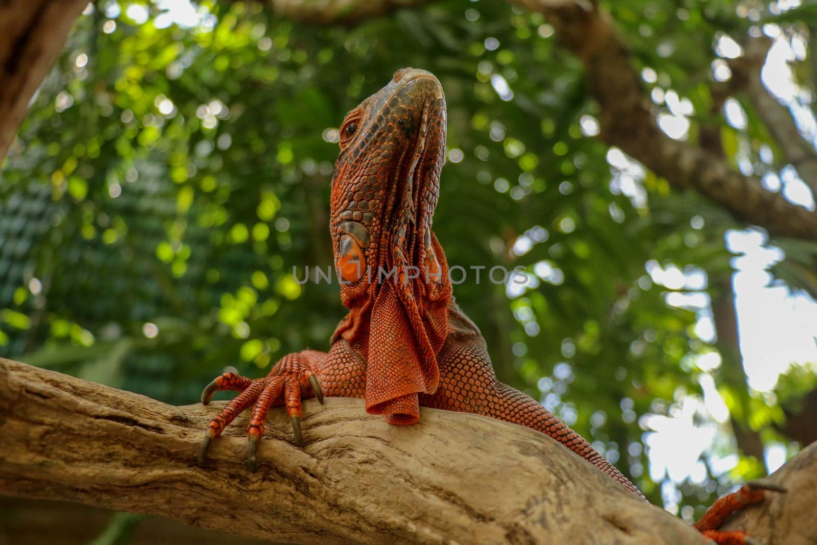 View of the bottom of Red Iguana. Close-up of Head of Reptile. Close-up of a young lizard camouflaged in nature. This type of iguana is dark red to orange. Body shape is similar to Green Iguana.