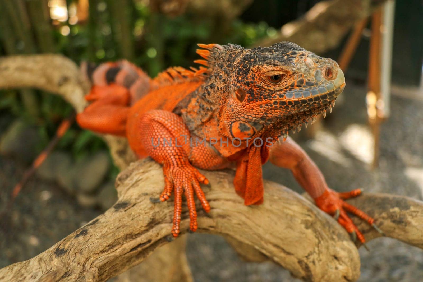 Close-up Head of Reptile. Young male Red Iguana detail of an iguana camouflaged in nature. This type of iguana is dark red to orange. Many red iguanas are preserved in Indonesia.