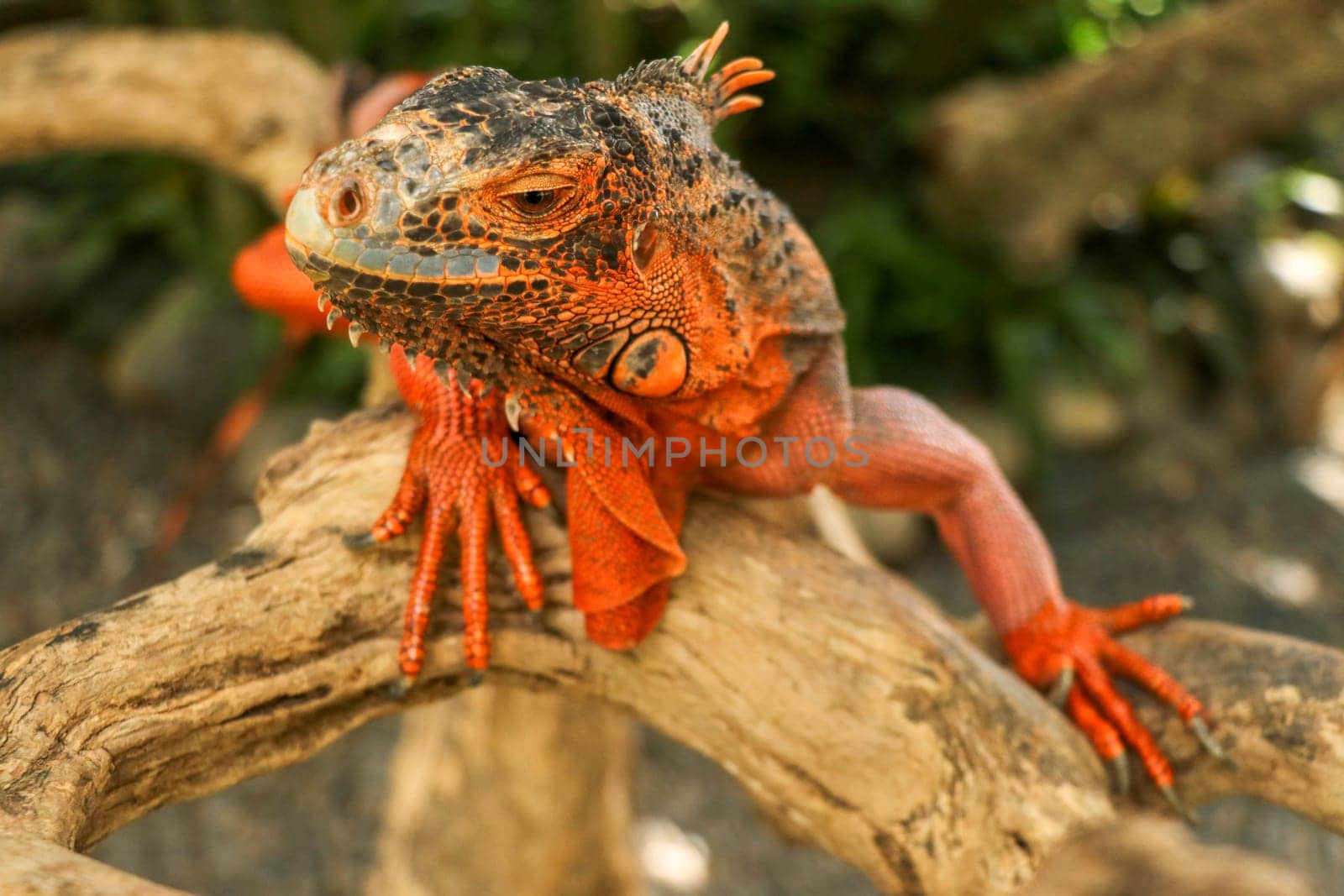 Close-up Head of Reptile. Young male Red Iguana detail of an iguana camouflaged in nature. This type of iguana is dark red to orange. Many red iguanas are preserved in Indonesia.