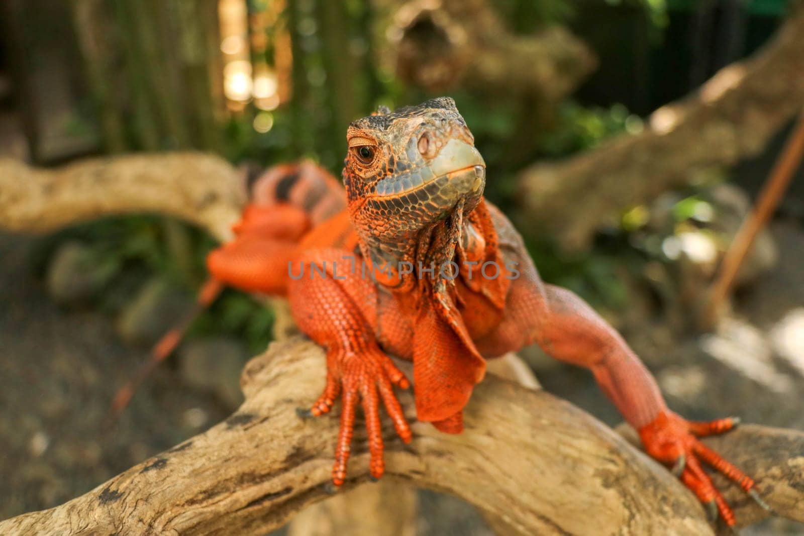 Close-up Head of Reptile. Young male Red Iguana detail of an iguana camouflaged in nature. This type of iguana is dark red to orange. Many red iguanas are preserved in Indonesia.