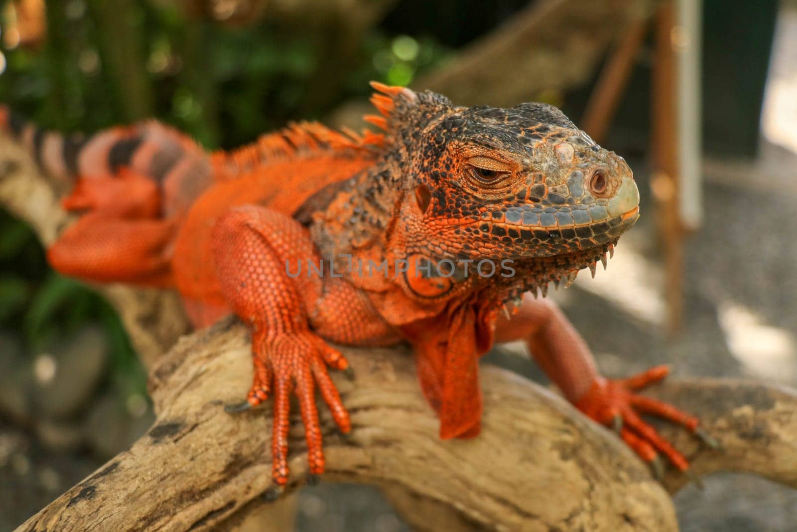 Close-up Head of Reptile. Young male Red Iguana detail of an iguana camouflaged in nature. This type of iguana is dark red to orange. Many red iguanas are preserved in Indonesia.