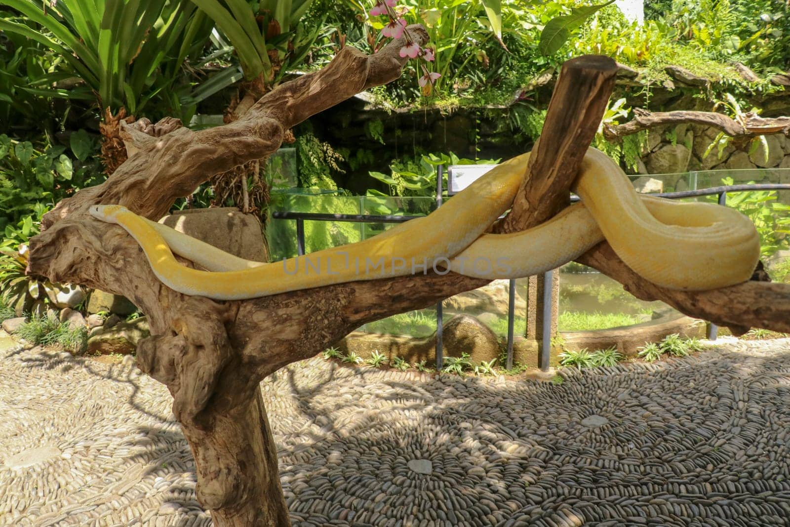 Adult individual snake strangler on dry branch. Close up of a yellow snake boa wrapped around a tree branch and looking arround. Curious python albino. Close-up Head of Reptile on Bali, Indonesia.
