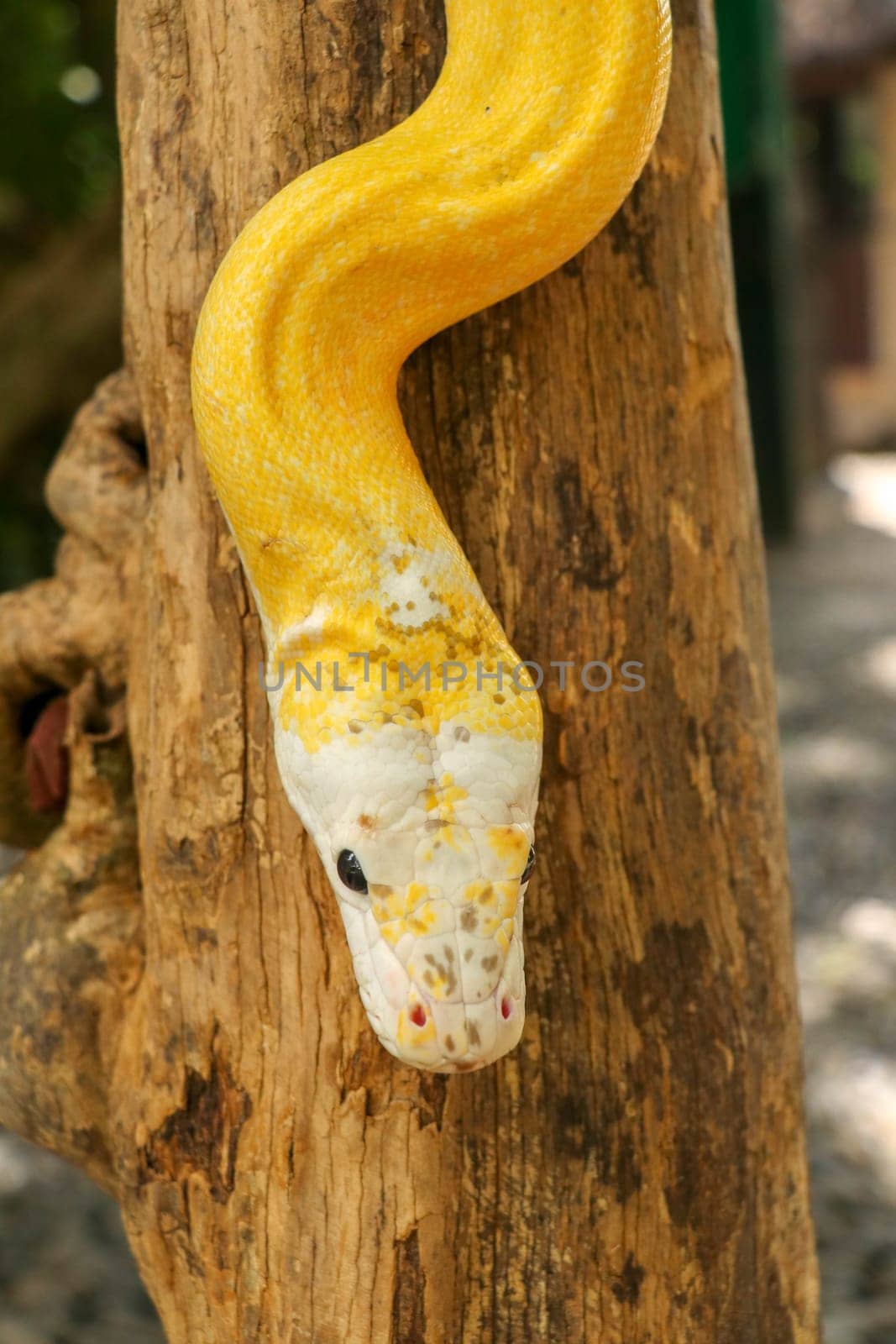 Adult individual snake strangler on dry branch. Close up of a yellow snake boa wrapped around a tree branch and looking arround. Curious python albino. Close-up Head of Reptile on Bali, Indonesia.