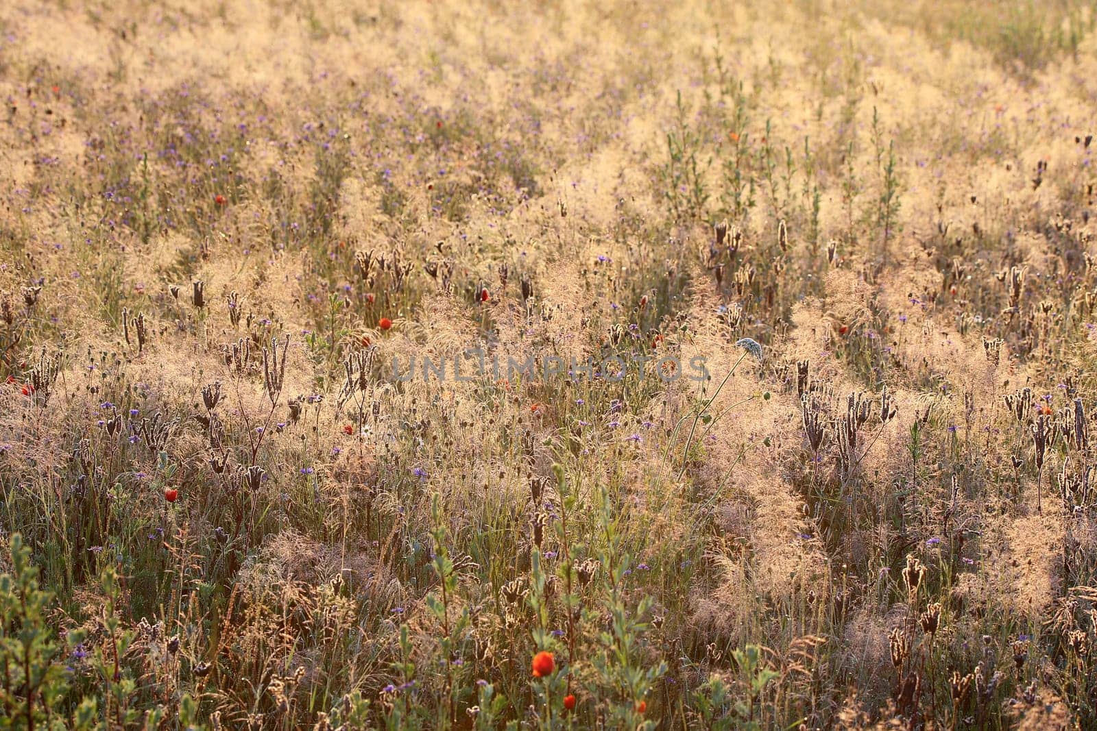 Grasses on a colourful meadow in the early morning light