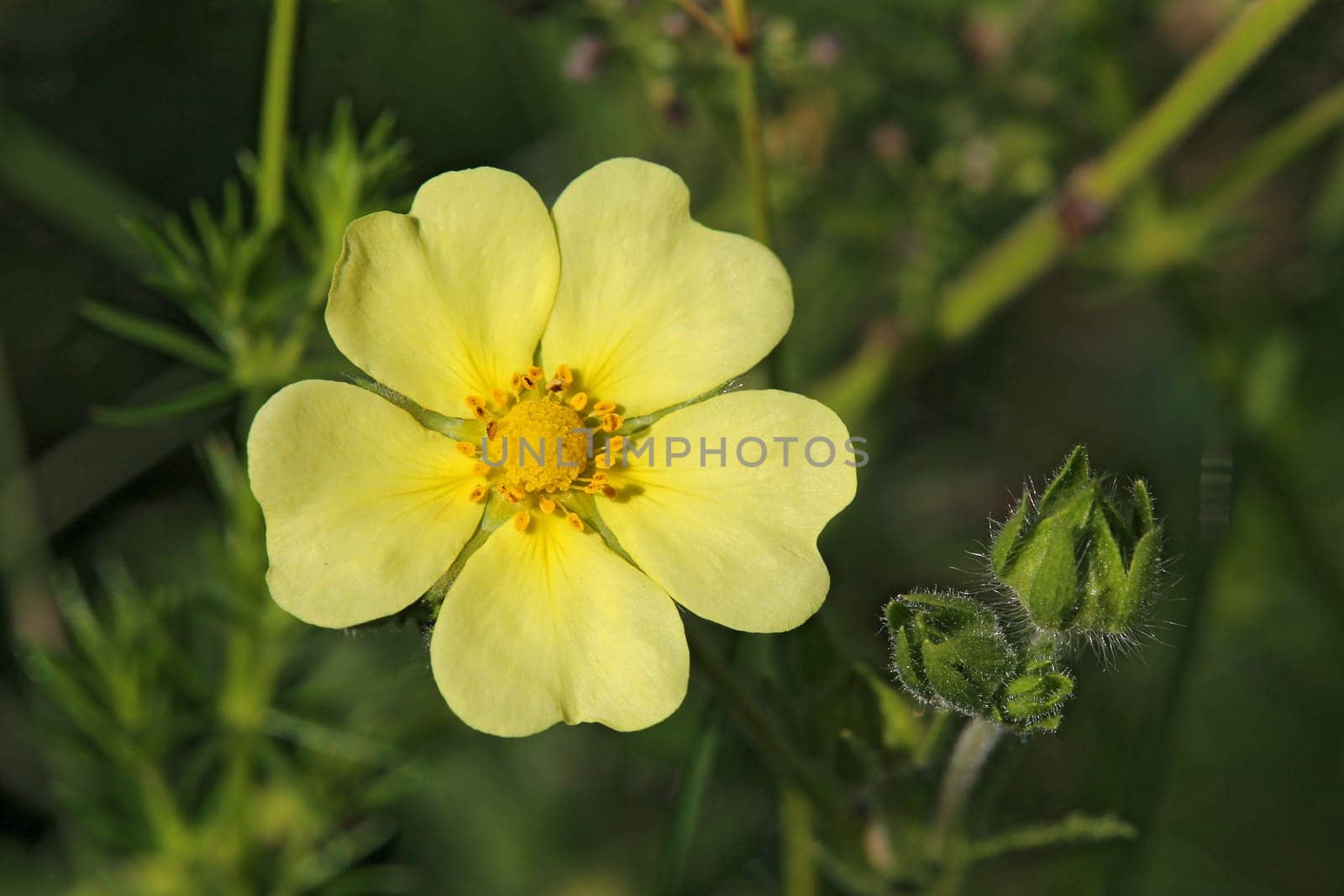High fingerwort Potentilla recta