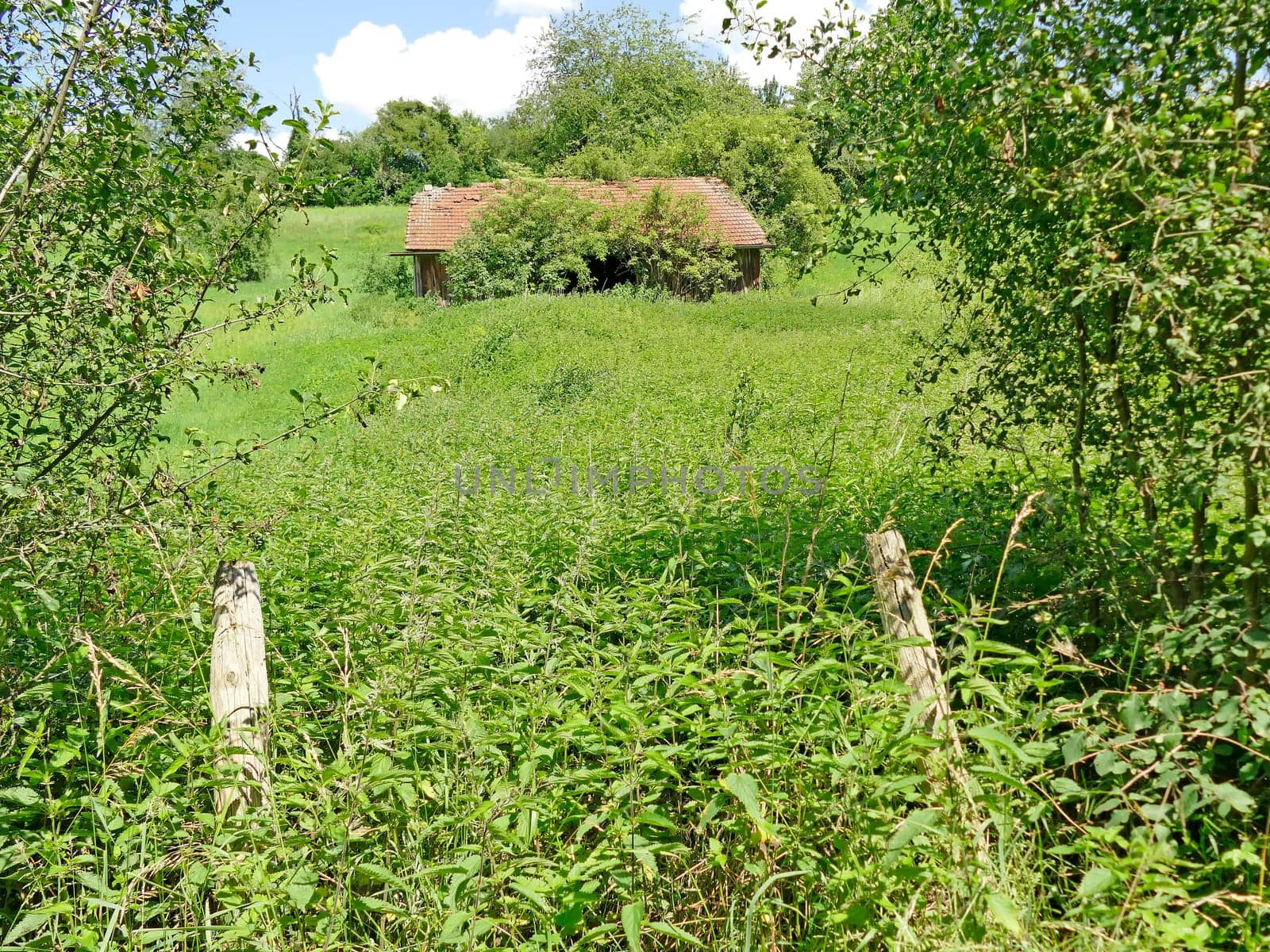 old hidden barn in the green