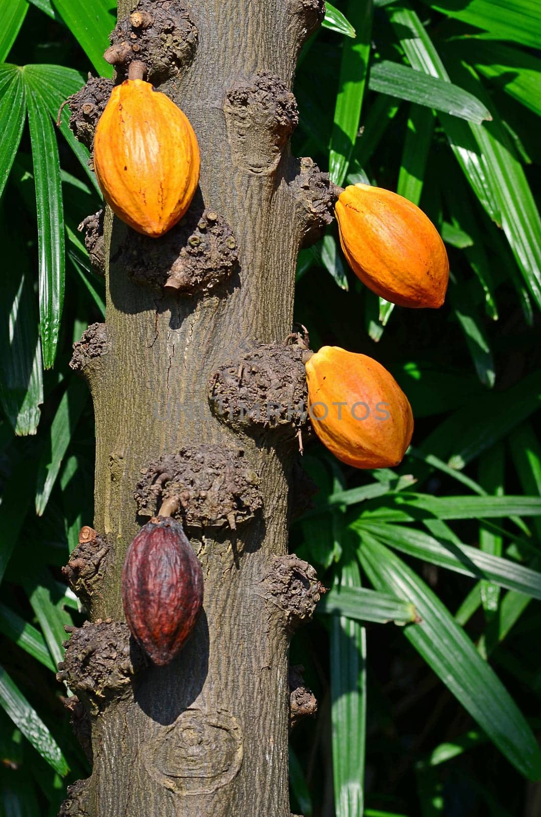 Cocoa