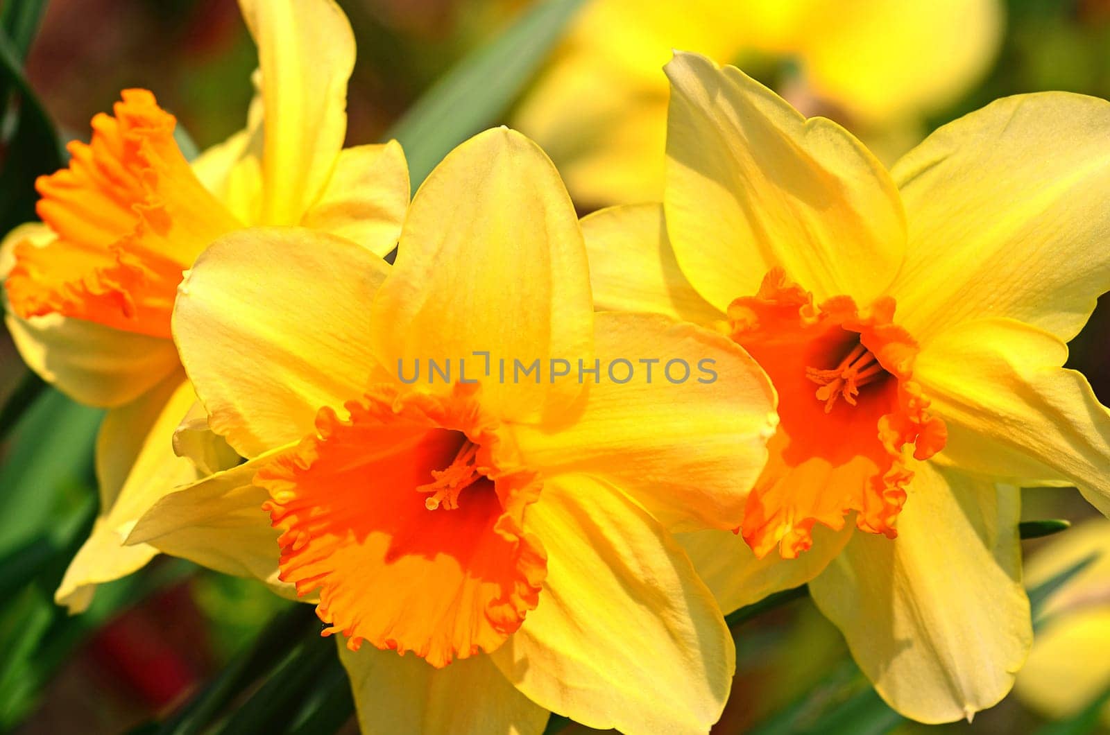 Daffodils