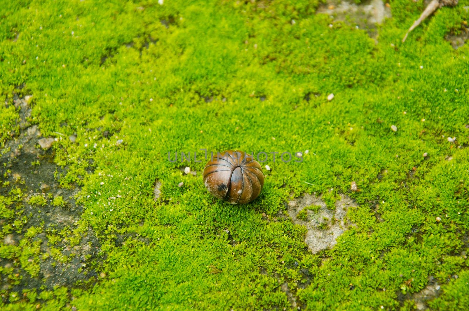 A pill bug rolled up the moss.