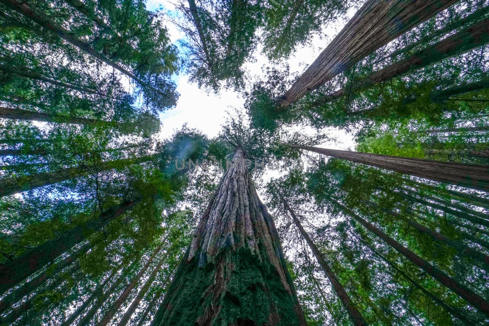 Giant Redwood Trees in the Redwoods National Park