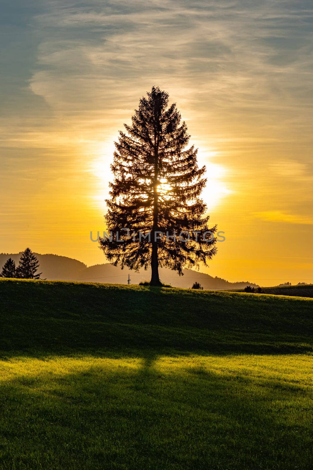 Wonderful fir tree at sunset. High quality photo