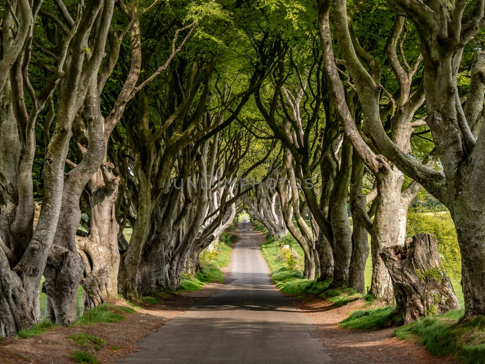 The Dark Hedges - a famous location in Northern Ireland - travel photography