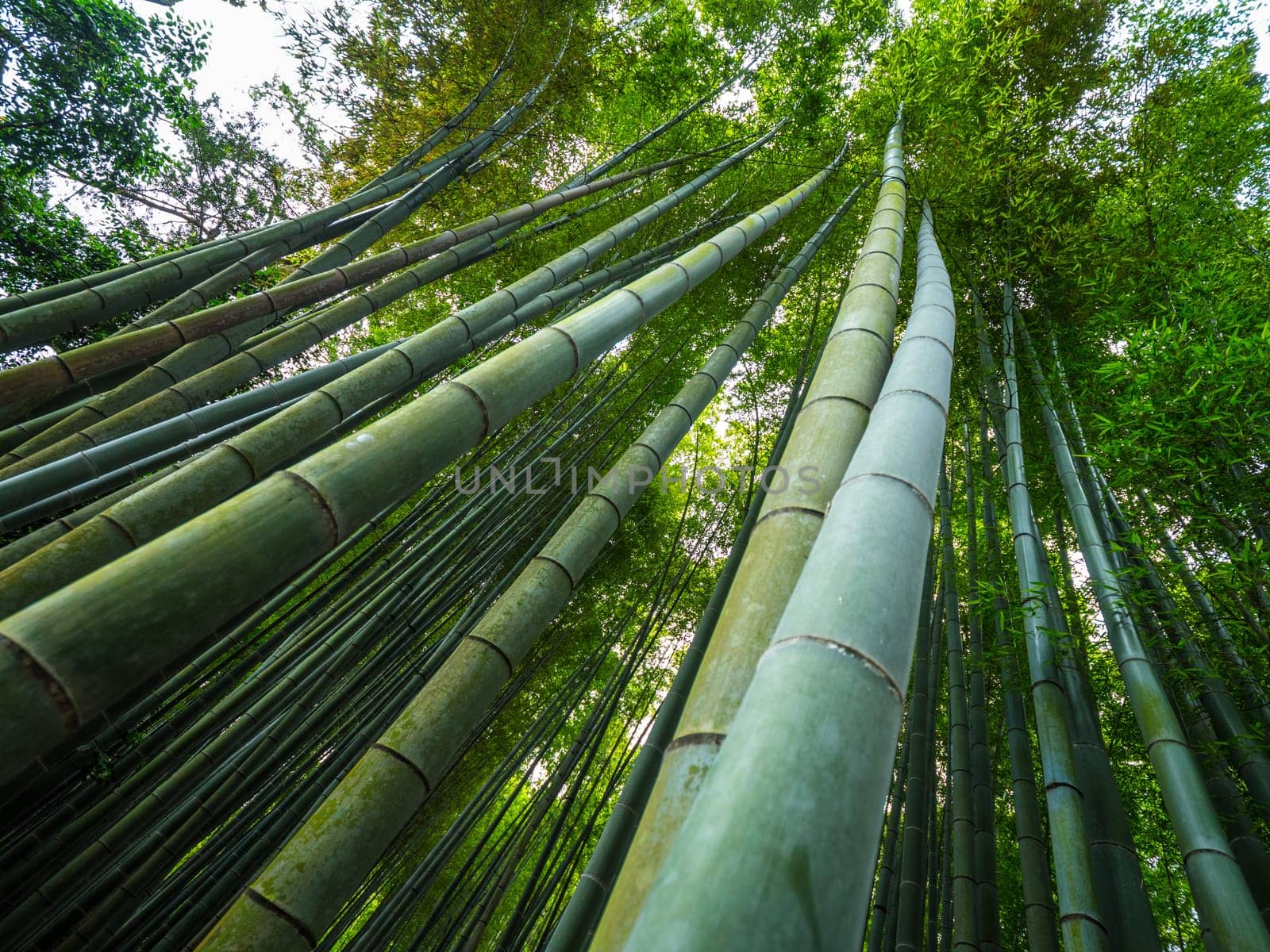 Tall Bamboo trees in an Japanese Forest