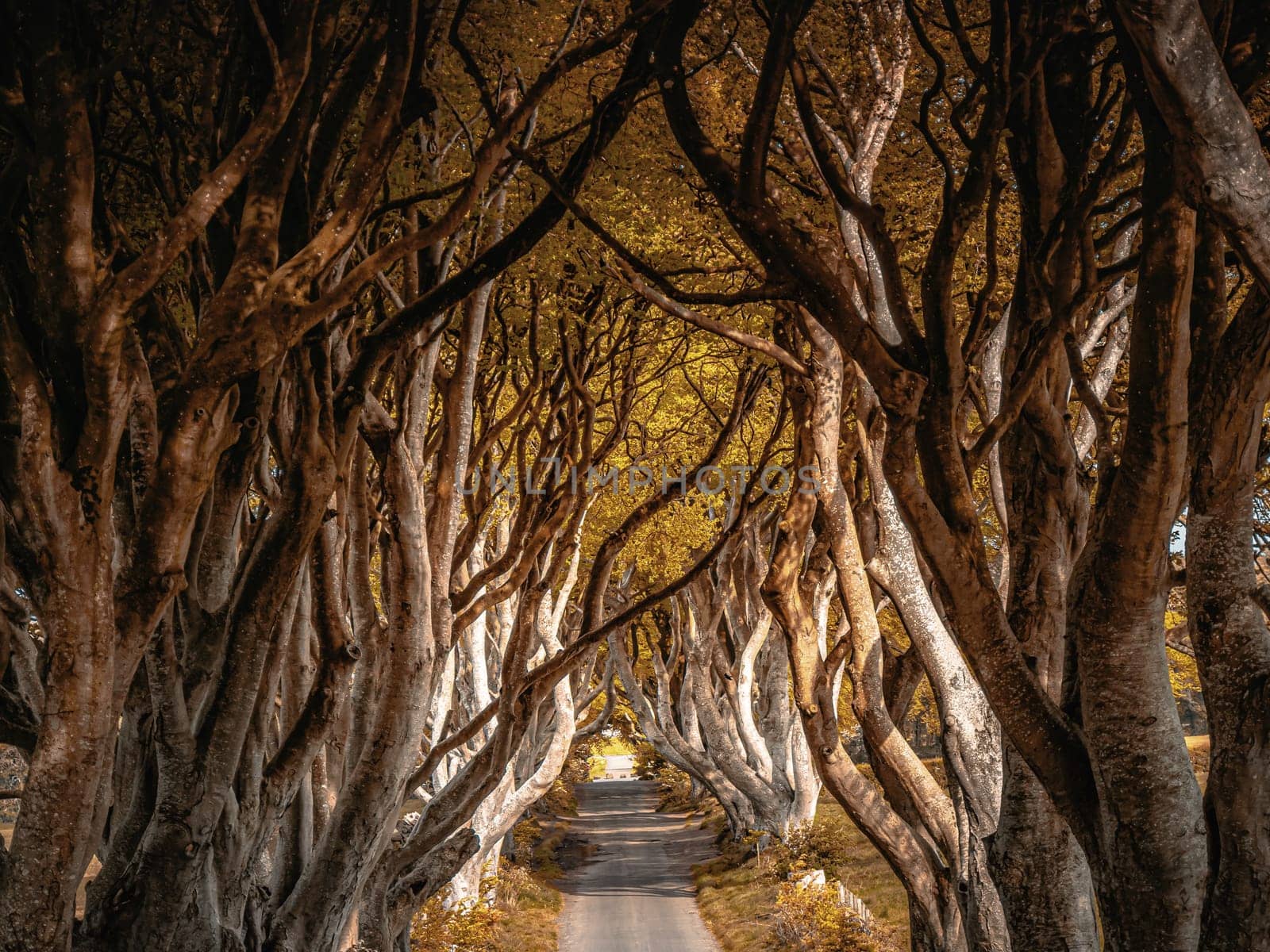 Dark Hedges of Northern Ireland in autumn