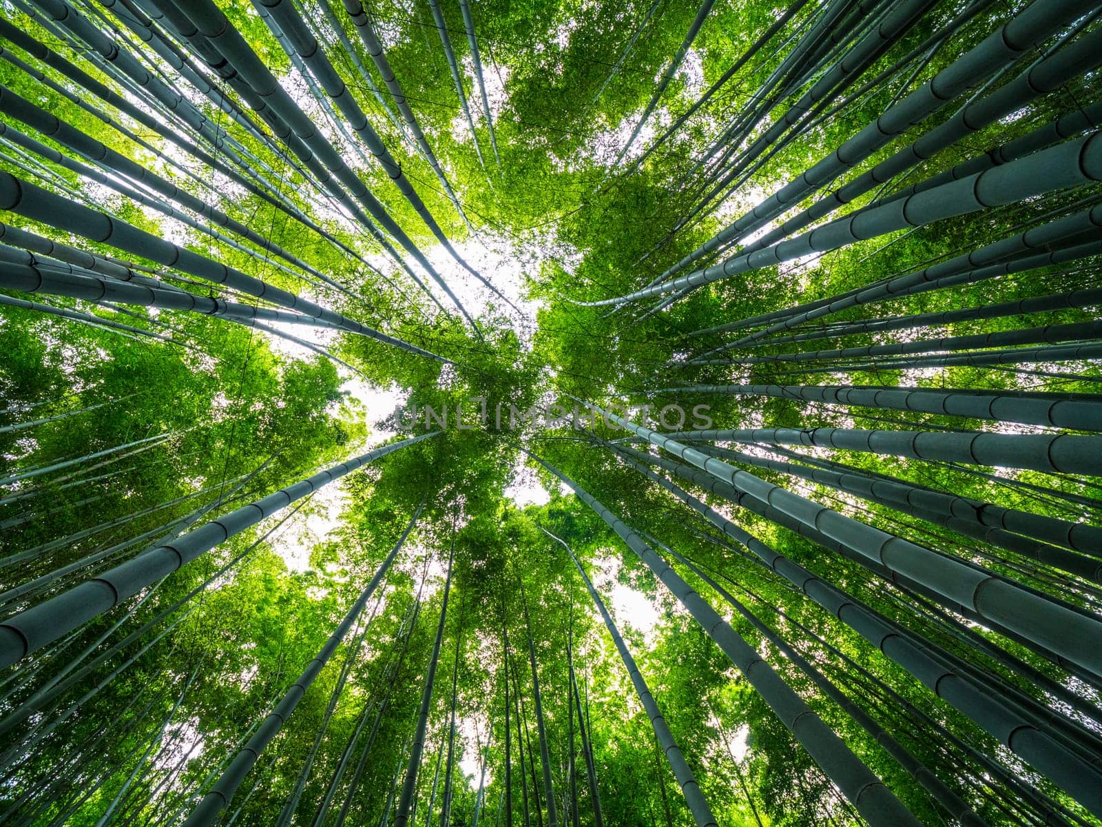 Amazing wide angle view of the Bamboo Forest in Kamakura