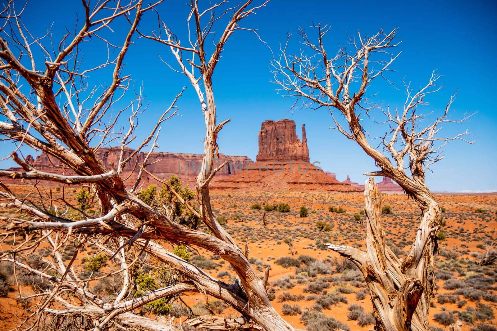 Dry rotten trees at Monument Valley in Utah - travel photography