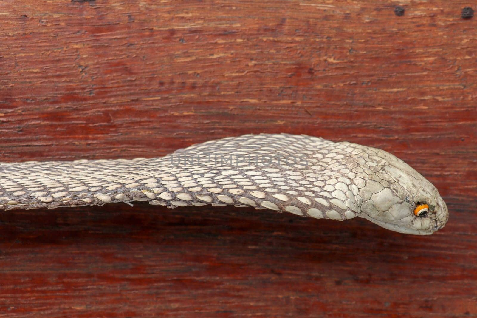 Tanned skin of Ophiophagus hannah. Close up of belt of the most venomous snake on Bali island in Indonesia. Product from leather workshop. King cobra also known as hamadryad, species of venomous snake