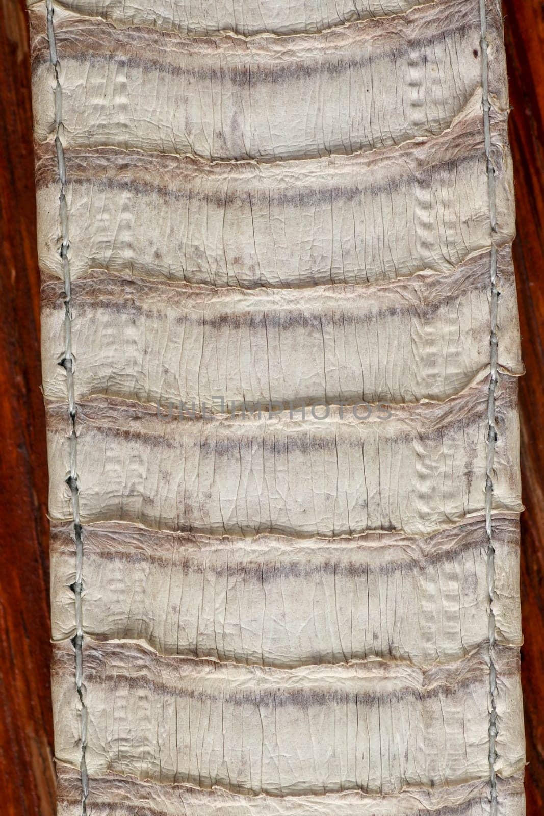 Detail of snake skin belt. A close up of a belt of the most venomous snake King cobra on Bali island in Indonesia. Product from leather workshop. Tanned skin of Ophiophagus hannah. Macrophotography.